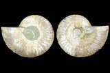 Sliced Ammonite Fossil - Agatized #125029-1